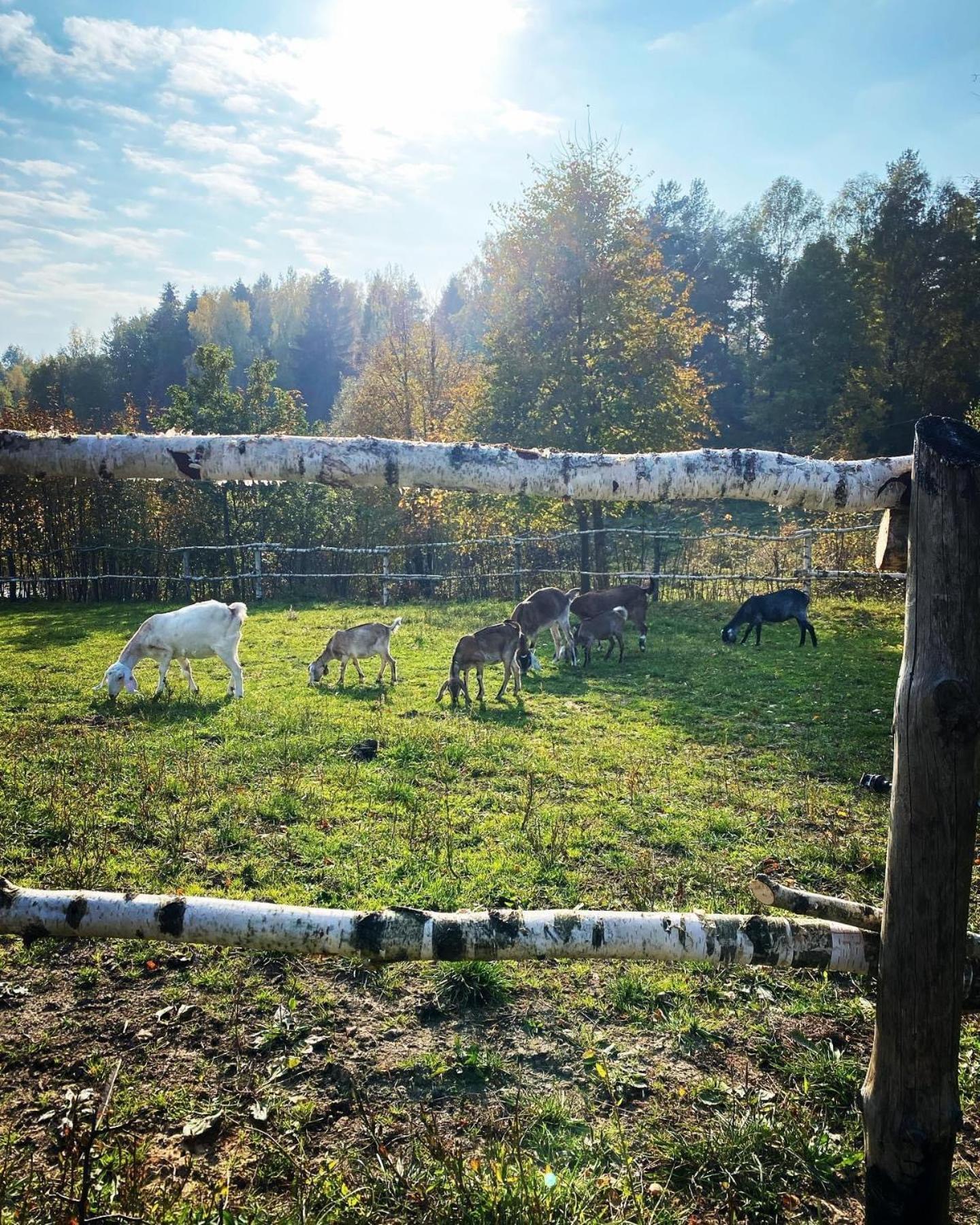 Koziula - Domki I Lesne Spa Na Kaszubach Przywidz  Exterior foto